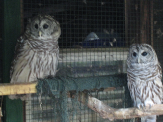 Two rescue owls in the Adirondacks